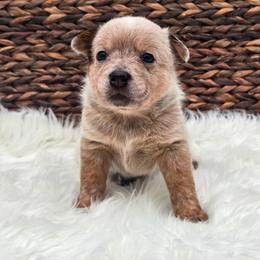 (Pink) Billie - Red speckled female Australian Cattle Dog puppy in Burleson, Texas from Bluebonnet Heelers