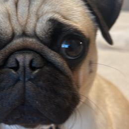 Pugs from Marla's Pugs