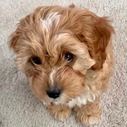 Cavapoos and Poodles from Red Paw Farm