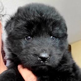 German Shepherd Puppies from Lux GSD