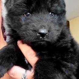 German Shepherd Puppies from Lux GSD