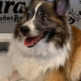 Icelandic Sheepdog All Grown Up from Lukehaven Icelandic Sheepdogs
