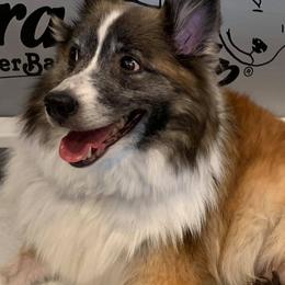 Icelandic Sheepdog All Grown Up from Lukehaven Icelandic Sheepdogs