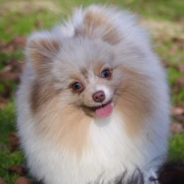 Bentley  - Pomeranian