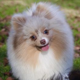 Bentley  - Pomeranian