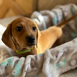 AKC boy 3 green collar - Sable male Dachshund puppy in Grand Valley, Pennsylvania from Dachshunds on the Hill