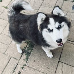 Indy - Pomsky