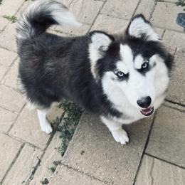 Indy - Pomsky
