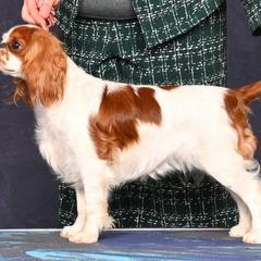 English Toy Spaniels and Irish Red and White Setters from NyaStar