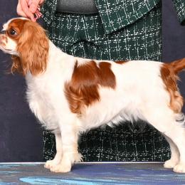 English Toy Spaniels and Irish Red and White Setters from NyaStar