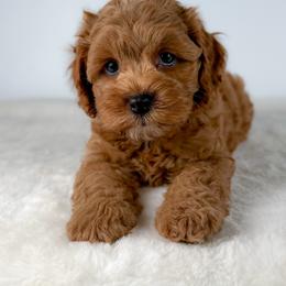 Manchego - Red male Cockapoo puppy in Pledger, Texas from Sugarbear Cockapoos