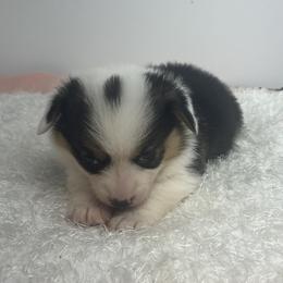 Ollie - Black and tan male Pembroke Welsh Corgi puppy in Hillsville, Virginia from Bonderosa Kennels