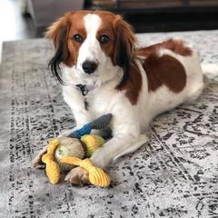 Nederlandse Kooikerhondje All Grown Up from Golden Gate Kooikers