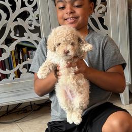 Spade - Cream male Goldendoodle puppy in Richmond, Texas from Harper’s Heartbeats