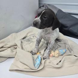 Purple Female - Liver and white female German Shorthaired Pointer puppy in Linton, Indiana from Red White and Blue Kennel