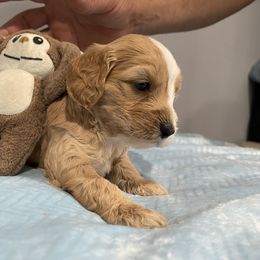 Cockapoo and Pomeranian Puppies from Luna Kennel