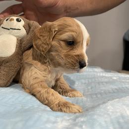 Cockapoo and Pomeranian Puppies from Luna Kennel