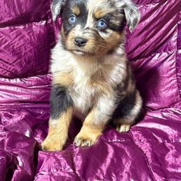 Blue male 3 - Blue merle male Miniature Australian Shepherd puppy in Lemon Cove, California from Magic Ranch Mini Aussies