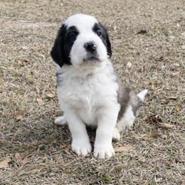Dark green collar male - Red and white male Saint Bernard puppy in Albany, Georgia from Magnolia Saint Bernards
