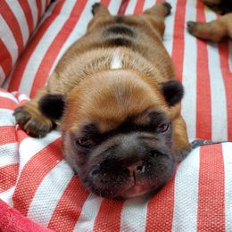 French Bulldog Puppies from Magnum French Bulldogs