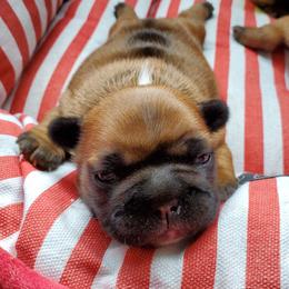 French Bulldog Puppies from Magnum French Bulldogs