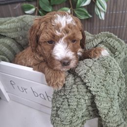 Goldendoodle Puppies from Abidoodles Florida