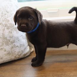 Waffles - Chocolate male Labrador Retriever puppy in Camden, Indiana from Camden's Caring Canines