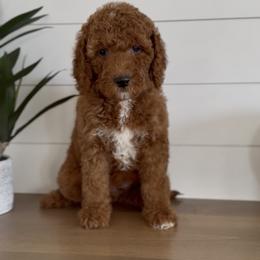 Max - Red  male Goldendoodle puppy in St George, Utah from Doodle Bears of Southern Utah