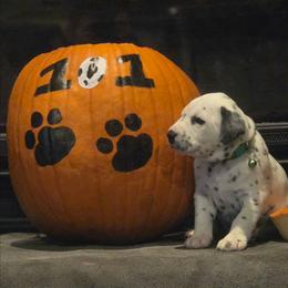 Penny - Green - White and black female Dalmatian puppy in Palmer, Massachusetts from Delaney's Dalmatians 2
