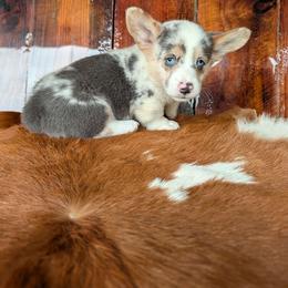Gilbert Blythe - Blue merle and white male American Corgi puppy in Paden, Oklahoma from Sunray Ranch