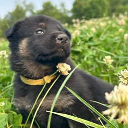 German Shepherds from Haus Atreus German Shepherds