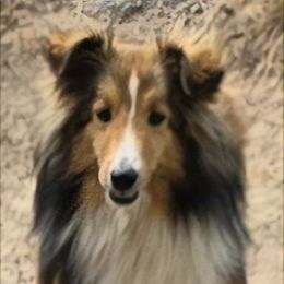 Peggy - Shetland Sheepdog