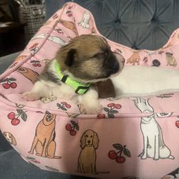 Girl 3 - female Pembroke Welsh Corgi puppy in New Waverly, Texas from Corgie & Cream Paradise