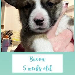 Bacon - Red male Pembroke Welsh Corgi puppy in Dickinson, Texas from Careaga Farms