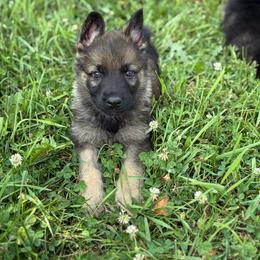 Army green collar - Sable male German Shepherd puppy in Osco, Illinois from Sonnenhügel Kennel, LLC