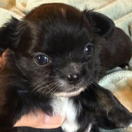 Black - Black and tan female Chihuahua puppy in Twin Bridges, Montana from FJW Chihuahuas