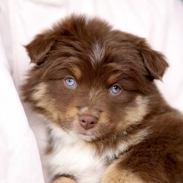 Australian Shepherd, Miniature American Shepherd, Miniature Australian Shepherd, and Toy Australian Shepherd Puppies from Painted Blue Aussies
