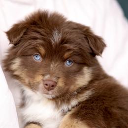 Australian Shepherd, Miniature American Shepherd, Miniature Australian Shepherd, and Toy Australian Shepherd Puppies from Painted Blue Aussies