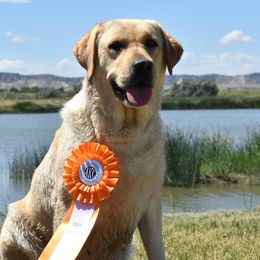 Chivas - Labrador Retriever