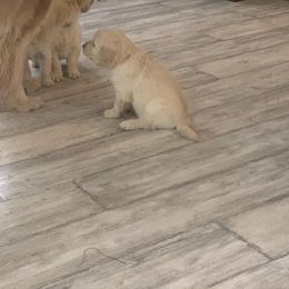 Golden Retriever Puppies from Nina's Golden hour