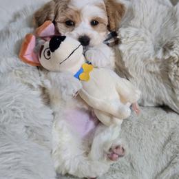 Erik - Parti male Maltipoo puppy in Washington from Mt.BakerPoodles&Doodles