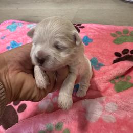 Peanut - Cream female Havapoo puppy in Cedar Springs, Michigan from Pridespoodles