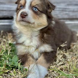 Crimson - Red tri Miniature Australian Shepherd puppy in Saint Cloud, Florida from Dirty Paws