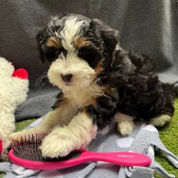 Lady Daphne - Tri-color female Bernedoodle puppy in Forsyth, Illinois from Birdies Mini Bernedoodles