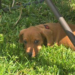 Red collar smooth boy - Red male Dachshund puppy in Cheney, Washington from Nouvelle Standard Dachshunds