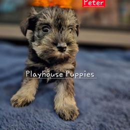 Peter - Salt and pepper male Miniature Schnauzer puppy in Lebanon, Missouri from Playhouse Puppies