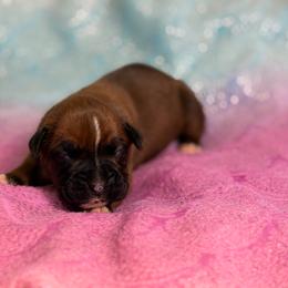 Girl 1 - Fawn female Boxer puppy in Prestonsburg, Kentucky from Bre’s Boxers