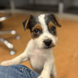 Boy 2 - Tri-color male Jack Russell Terrier puppy in Yakima County, Washington from Saddle Rock Kennels