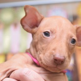Z-Faro's By My Pretty Floral Bonnet I Will End You "Mal" - Pharaoh Hound puppy in Willamsville, New York from Z-Faro Kennels