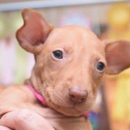 Z-Faro's By My Pretty Floral Bonnet I Will End You "Mal" - Pharaoh Hound puppy in Willamsville, New York from Z-Faro Kennels